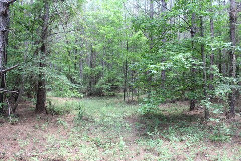 40 Acres of Hunting Land