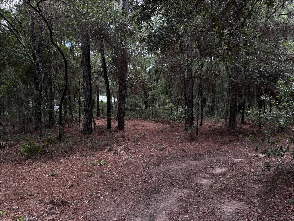 Picture 5