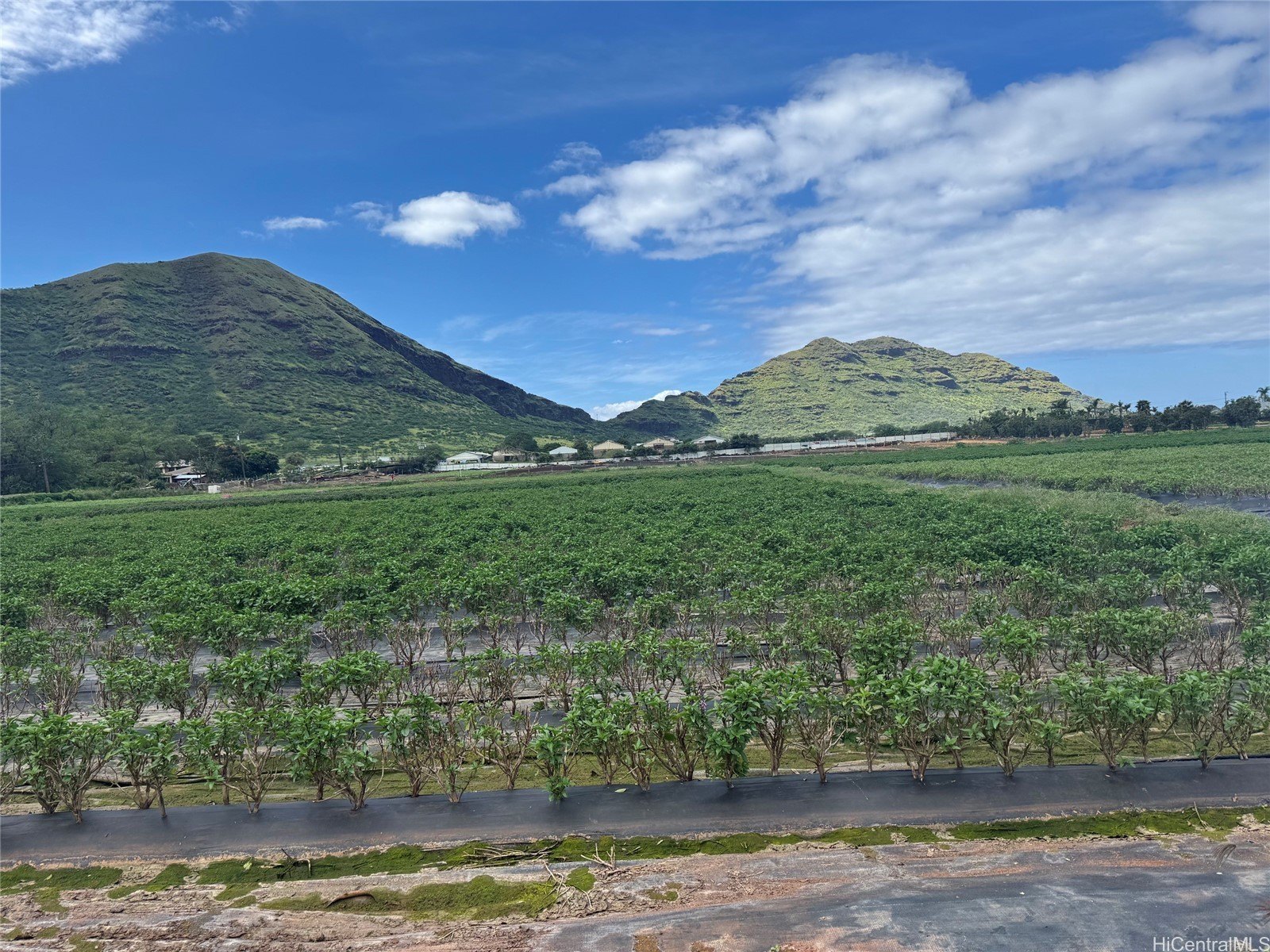 Waianae Farmland Opportunity