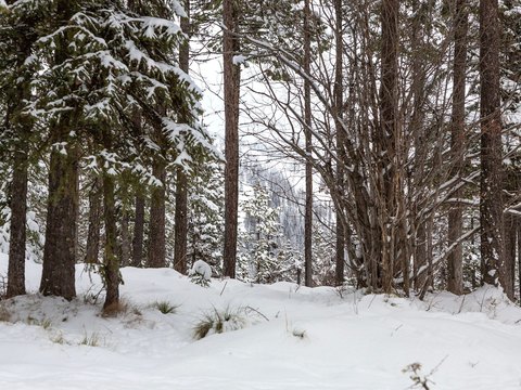 Whitefish Homesite with Ski Slope Views