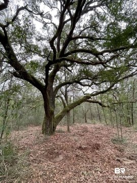 Lillian, AL Estate Acreage Lots