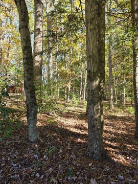 Land, Shady Spring, WV