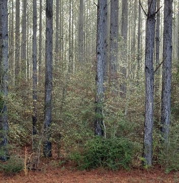 Residential Land in Gated Community