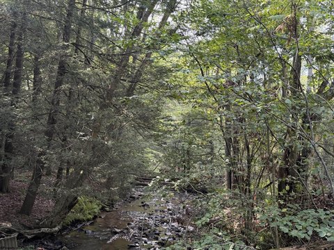 Private Wooded Hunting Land