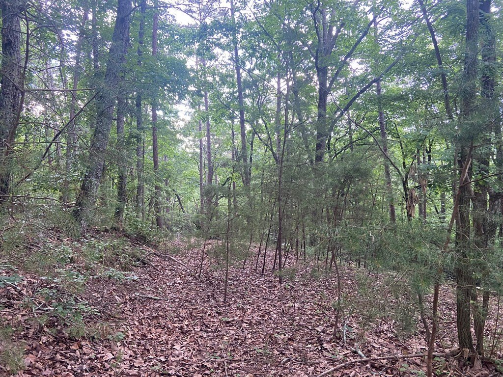 Picture 31