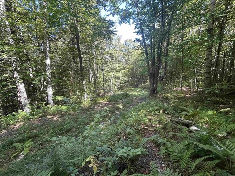 Land, Jamaica, VT