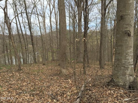 LAND - Rogersville, TN