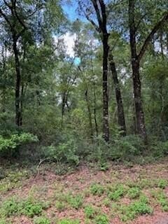 DeFuniak Springs Wooded Land Parcel