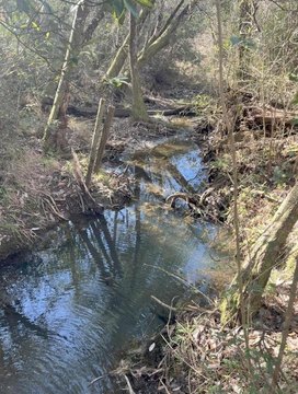 13 Acres of Natural Land