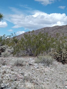 Off-Grid Recreational Land Lot