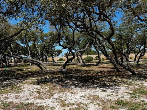 Residential Lot in Royal Oaks