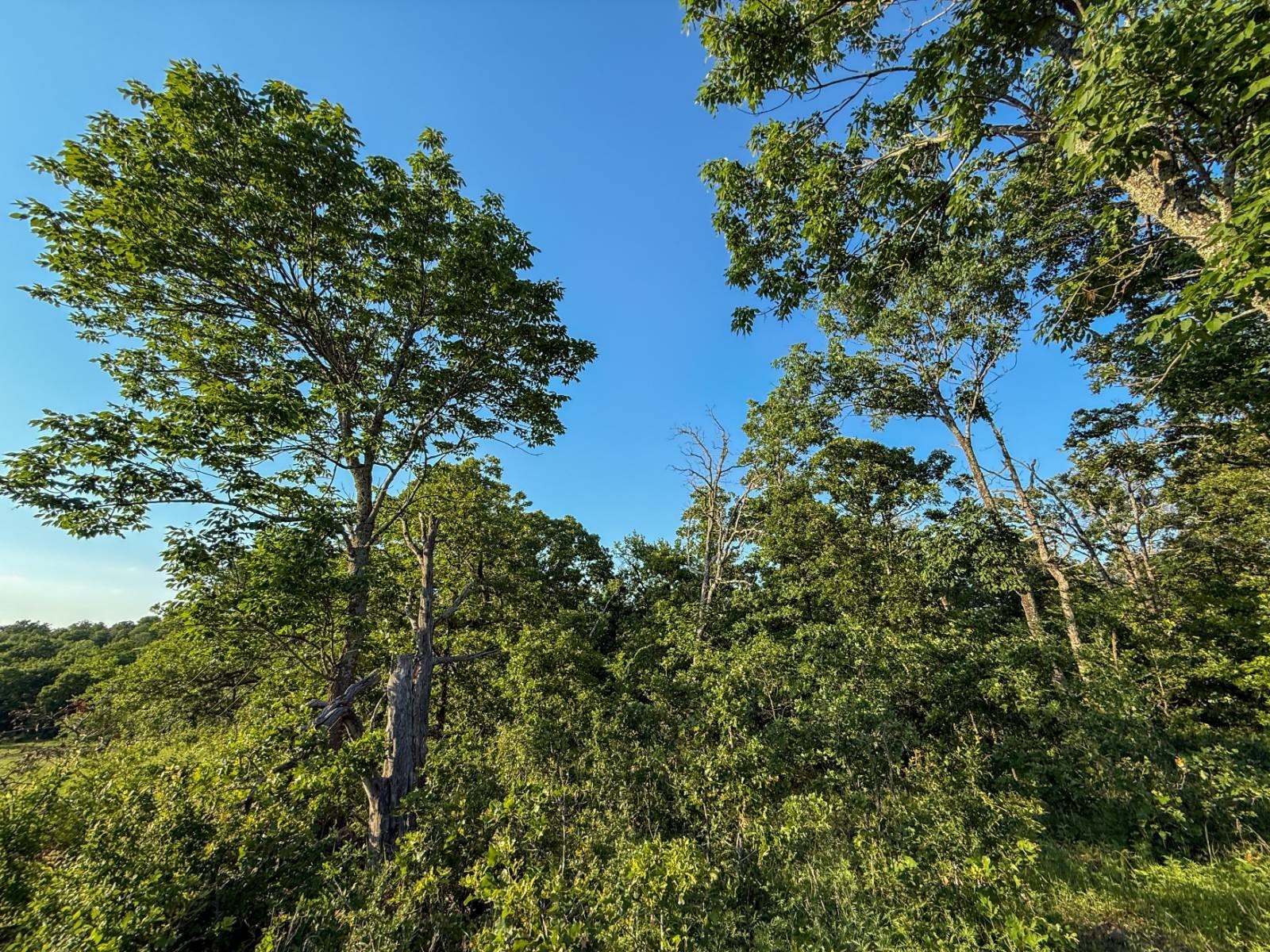 160 Acres Hunting Land in Oklahoma