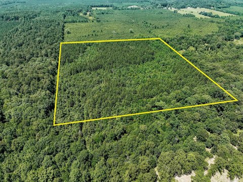 40 Acres of Timberland