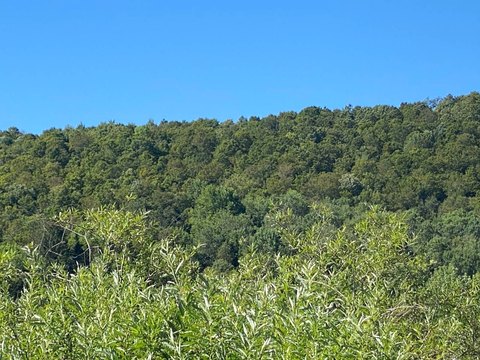 35+ Acres of Wooded Land
