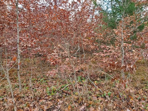 Land in Idlewild, Michigan