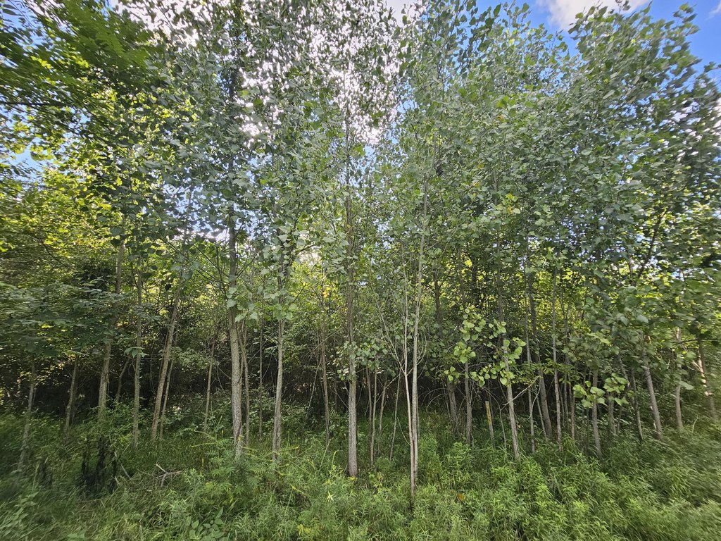 Picture 26