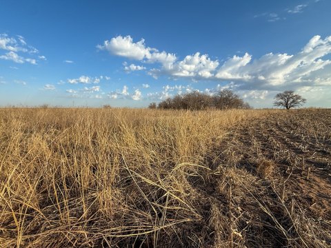 Productive Row Crop Farmland Tract