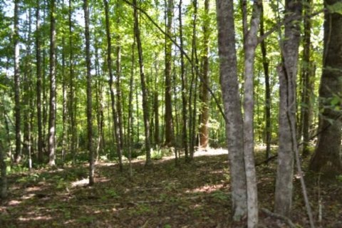 Land, Celina, TN