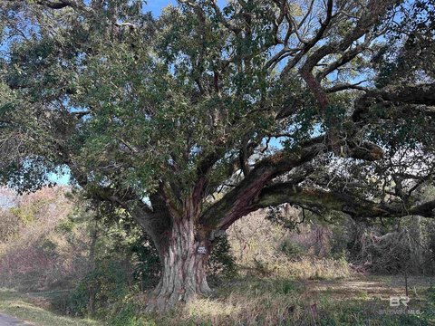 Heavily Wooded Acres in Belforest