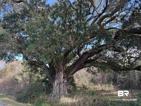 Heavily Wooded Acres in Belforest