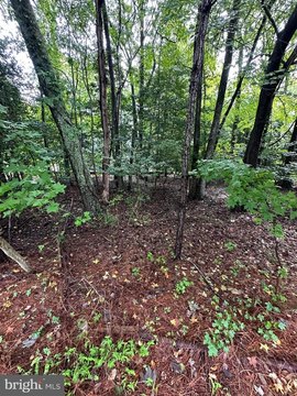 Wooded Lot in Ocean Pines
