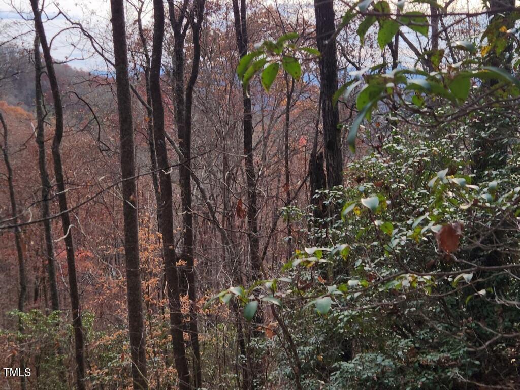 Wooded Lot in Bear Cove