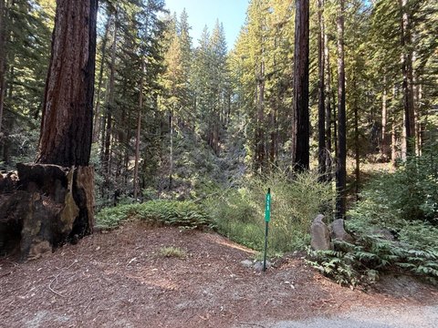 Land in Redwood Forest