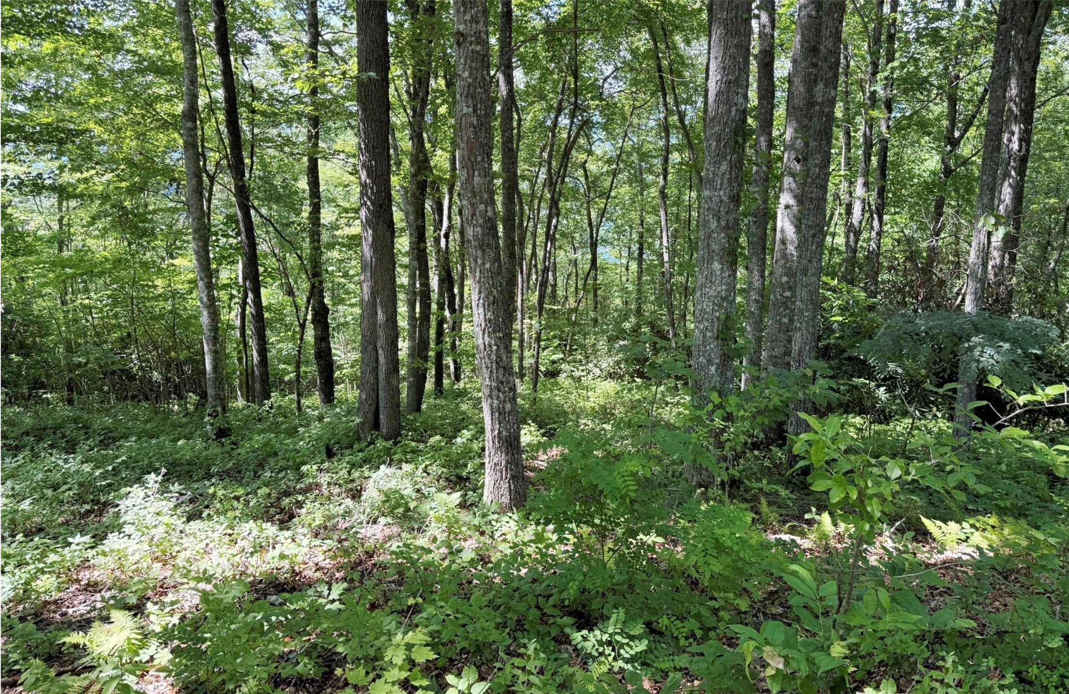 Tuckasegee Land with Lake View