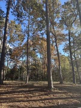 Cleared Lot in Johnsonville, SC