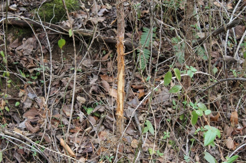 Picture 23