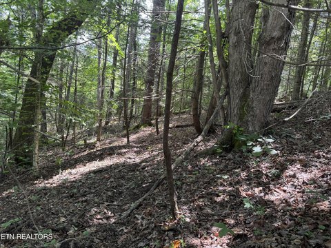 Land in Cosby, Tennessee