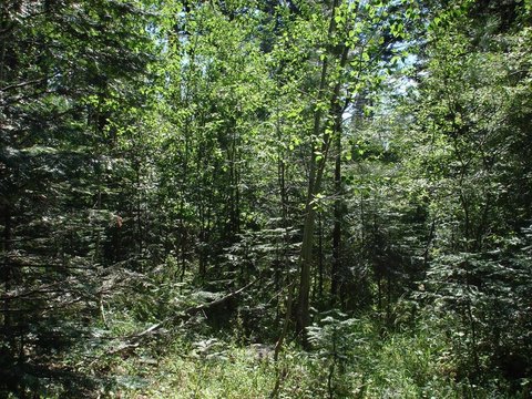 Residential Land in Aspen Ridge