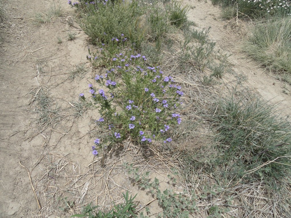 Picture 13
