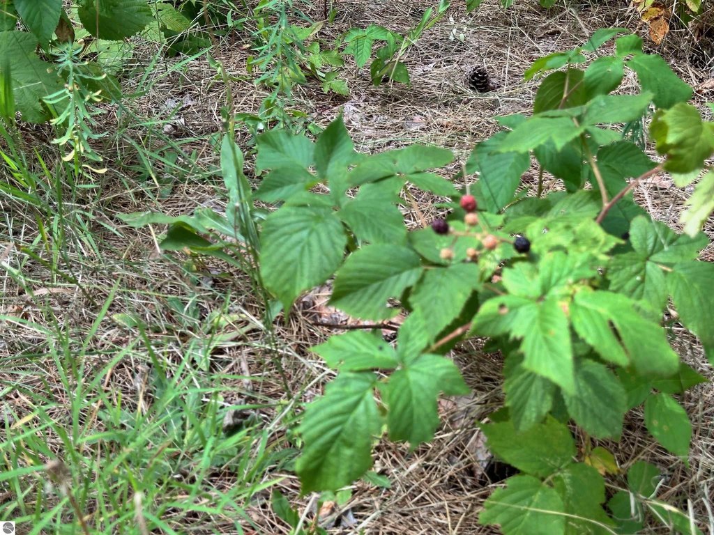 Picture 19