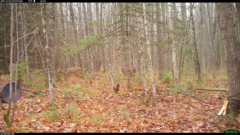 Picture 38
