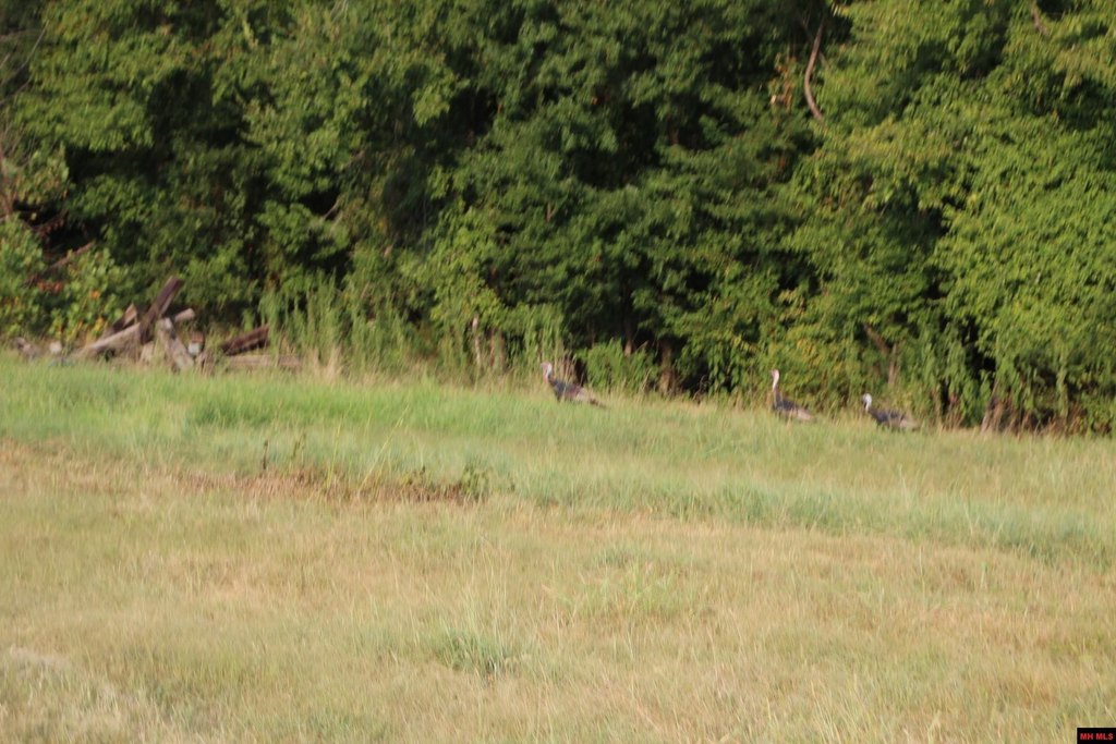 Picture 39