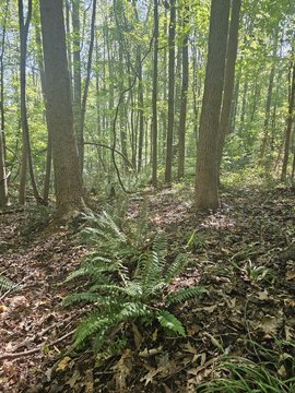 Land, Nashville, NC