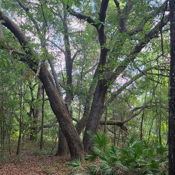 LAND - SILVER SPRINGS, FL