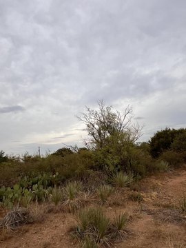 Land, Spur, TX
