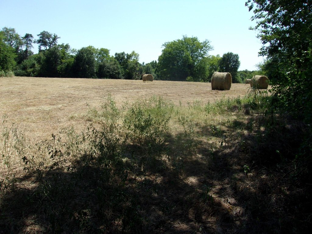 Picture 8