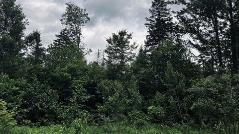 Recreational Land Near State Forest
