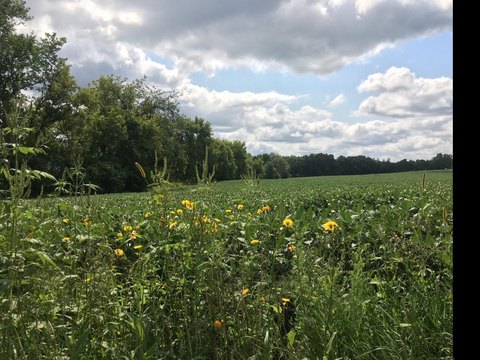 Land, Medina, MN