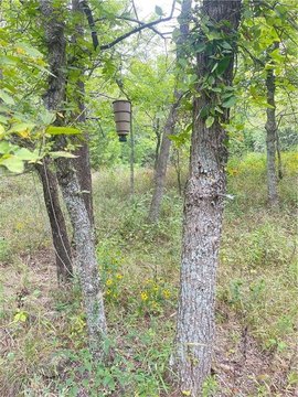 79 Acres of Mixed Grass Pasture