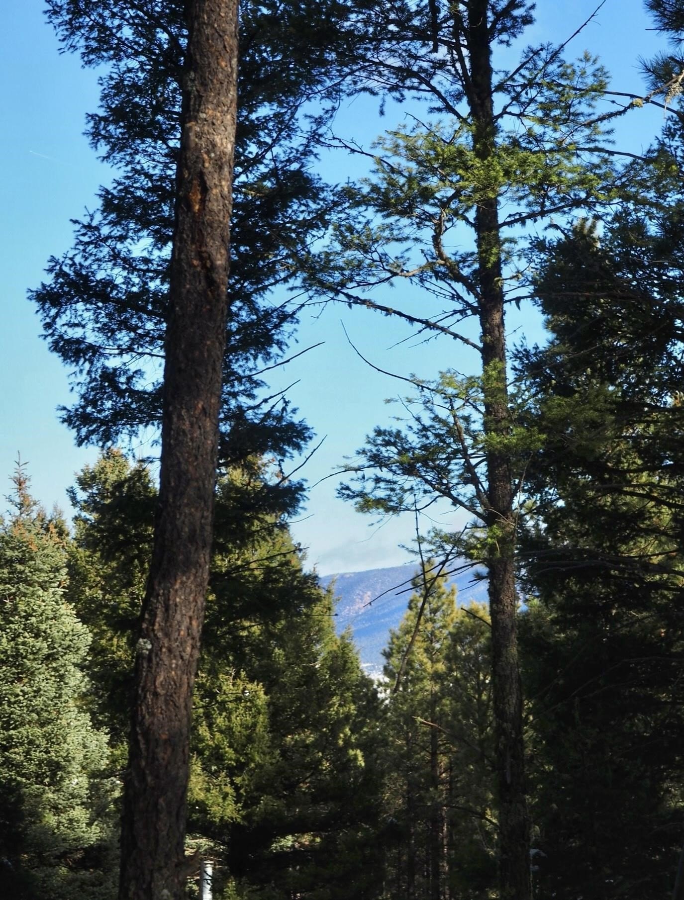 Land in Angel Fire, NM