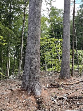 Recreation Land and Timber Land