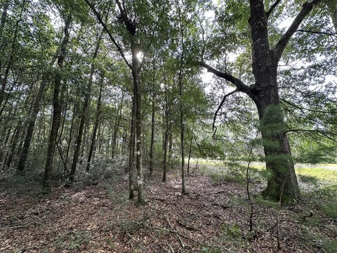 Crestview Land: 1.66 Acres