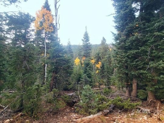Mountain Adventure Awaits on Wooded Lot