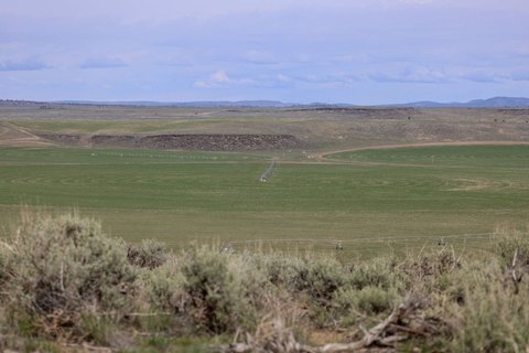 Irrigated Hay Farm with Pivots