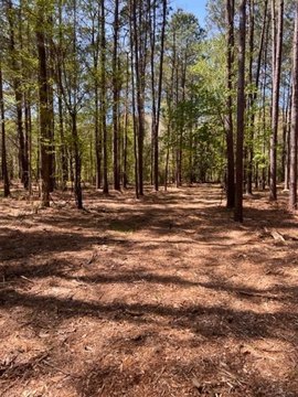 Avinger, TX Land for Sale