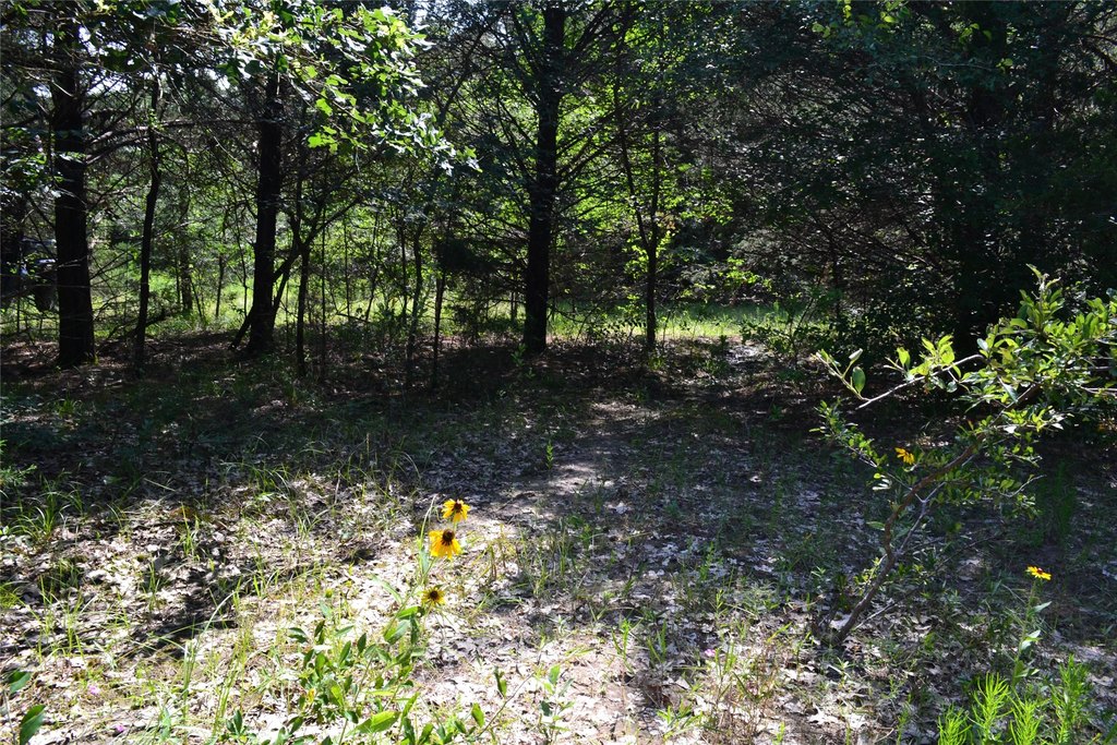 Picture 15